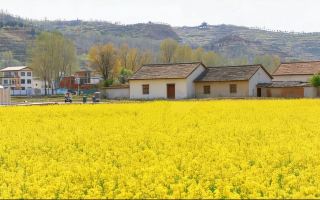 Рапсовые поля в городе Айхэ, округ Лоян, прекрасны, словно картина маслом.