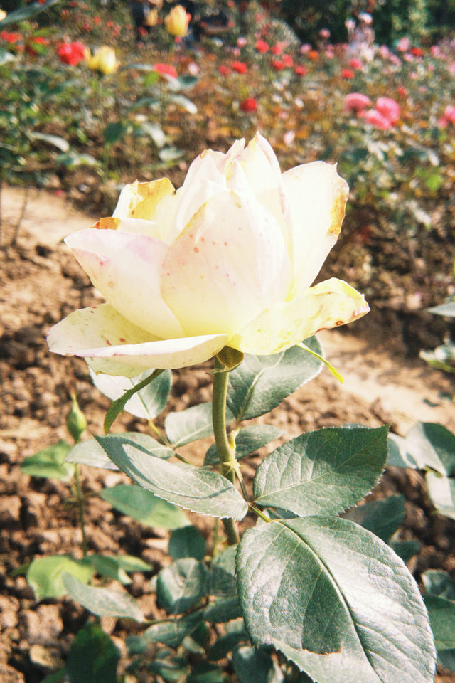 Roses in the film’s midsummer, gently simmering the tenderness of the ...