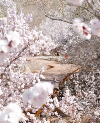山一面に広がる杏の花が粉白の雲霞を描く
