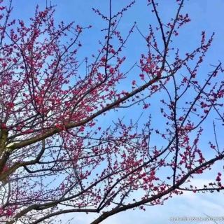 湖南省邵陽（じょうよう）エリア。都市と自然が交差する中に、ありのままの生活の息吹が隠されています——この旅では邵陽、新寧、城歩、邵東を巡り、自らの足でゆっくりと崀山の壮大さを測り、柳に囲まれた公園の湖の風景をカメラに収め、朝霧が残る朝市で邵陽の鼓動を感じることができます。地元の人のルートに沿って食べ歩きをし、歴史ある博物館から賑やかな川辺のナイトクルーズまで、どのスポットもお腹と心を満たしてくれます。スロートラベル好きなら絶対にリストに入れておくべきコースです！
