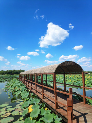 Weekend trip to Beijing-Tianjin-Hebei | Xiong'an Baiyangdian nanny-level guide | full experience of 5A North China water town