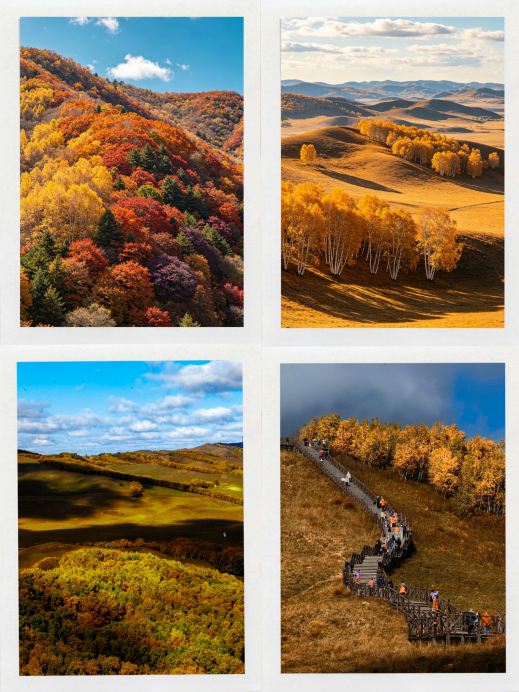 Chifeng under the autumn birch forests