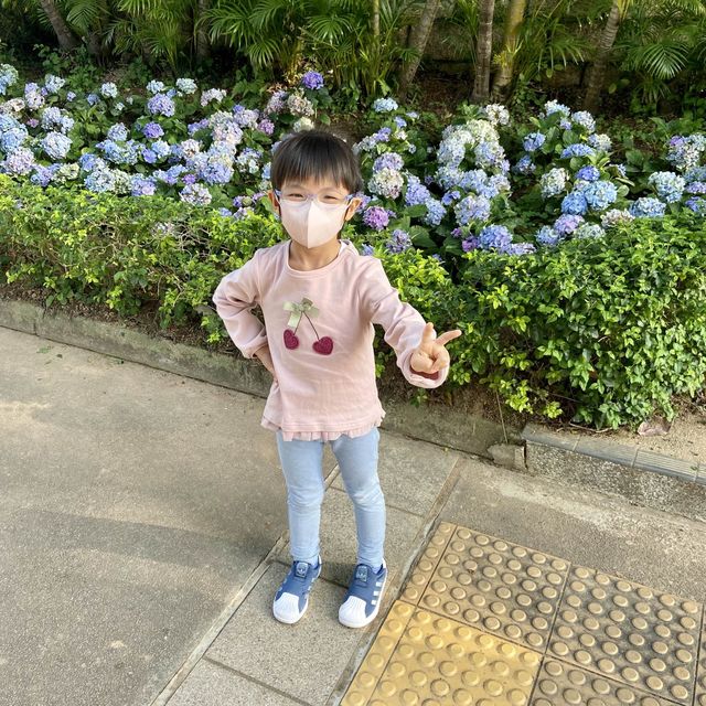 繡球花打卡遊 📍元朗