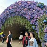 維園一年一度花卉展