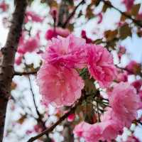 疫情後的花展