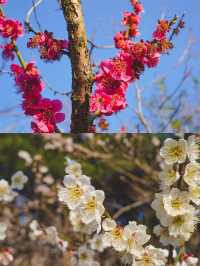 봄 제주 여행, 매화와 유채꽃을 한번에🌼