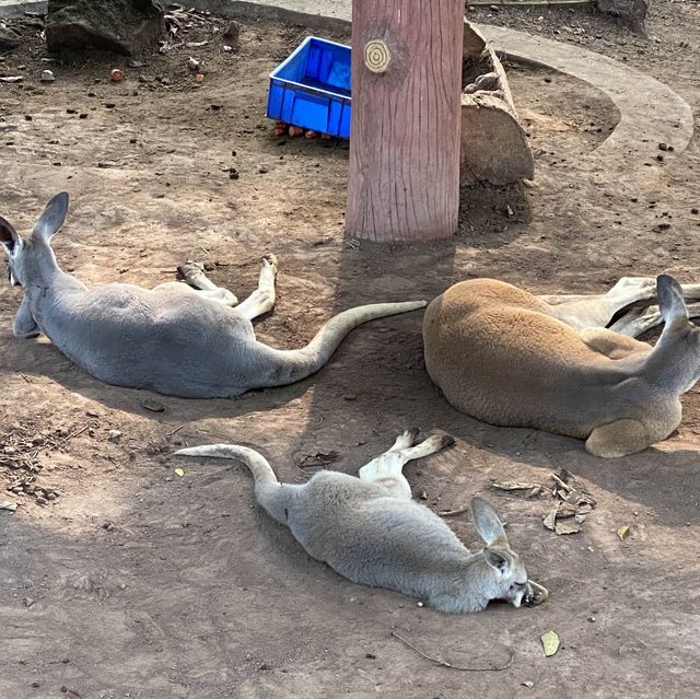 包羅萬有的重慶動物園