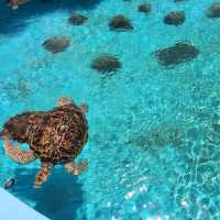 美麗海水族館免費區域