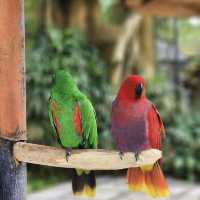 Bali Bird Park