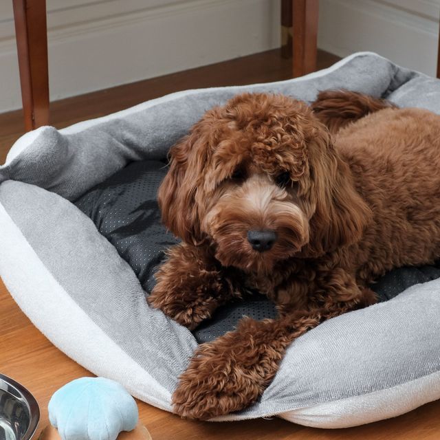 Pet Staycation at Intercontinental Singapore
