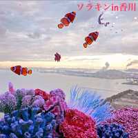 【香川県】ソラキンϵ( 'Θ' )϶