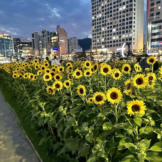 부산여행 광안리 해수욕장 해바라기 🌻