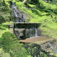 Wonderful rice terraces in Bali