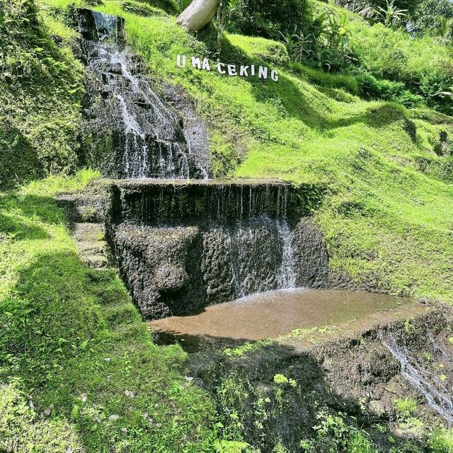Wonderful rice terraces in Bali