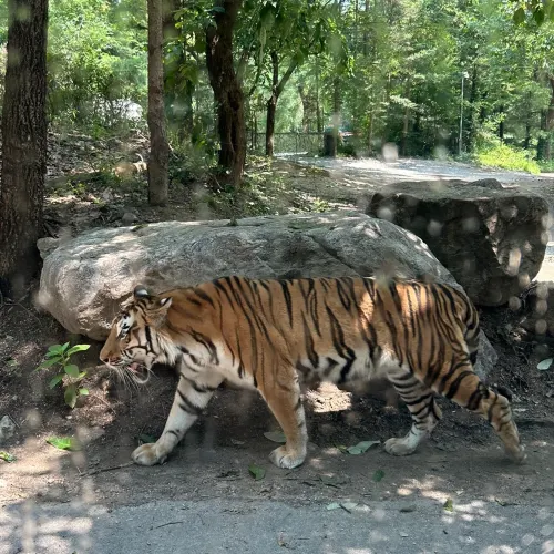 에버랜드 <사파리월드> 빠르게 즐기는 방법🔥🐅