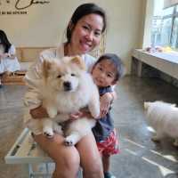 Just Chilling With Chow Chows 🐶