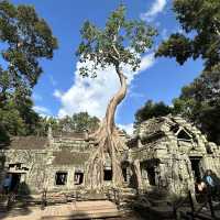 Tomb Raider Temple