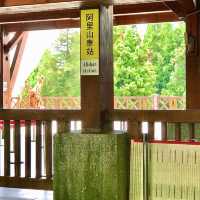 The Gorgeous Alishan Nature Reserve