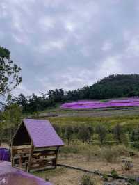 🇰🇷신안여행 보라빛마을 퍼플섬, 보라색 옷 입으면 입장료 무료🦄🍇💜