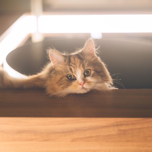 【東京】秋葉原の癒し空間🐈🐾「猫カフェ MOCHA」
