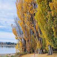 Lake Wanaka autumn colours 