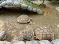 Mini Petting Zoo in Kuala Selangor 