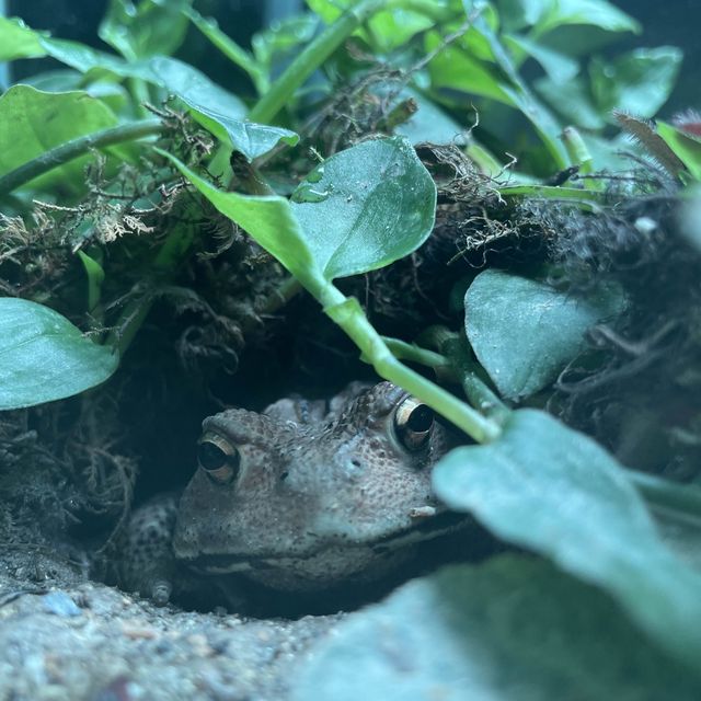 🇯🇵福岡東區海之中道 海洋世界與魚同游🐠