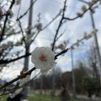 名古屋 - 鶴舞公園 休閑走一走吃醬油丸子～