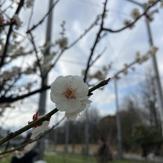 名古屋 - 鶴舞公園 休閑走一走吃醬油丸子～