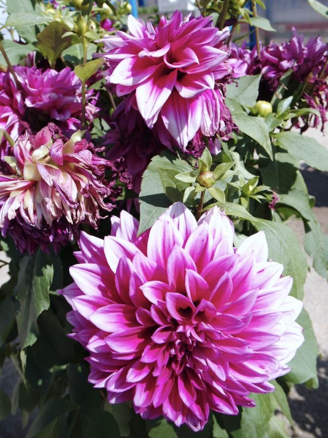 參觀粉嶺鶴藪永霖花園及水耕菜場