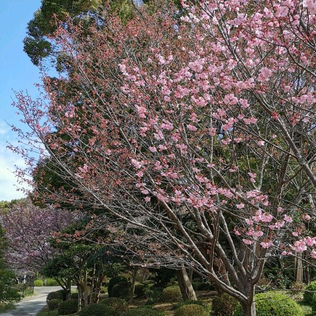 Beautiful park with around 3k sakura trees