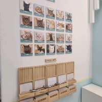 親親貓主子的上樓cafe shop 