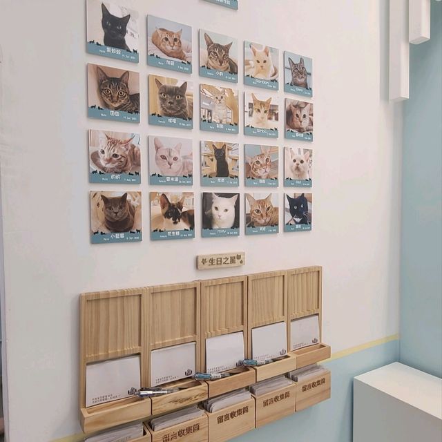 親親貓主子的上樓cafe shop 