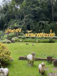 หนาวนี้ที่ "ปางตอง"