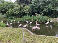體力挑戰遊台北動物園