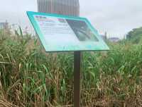 一望無際的“”龍環葡韻濕地” 澳門免費景點 