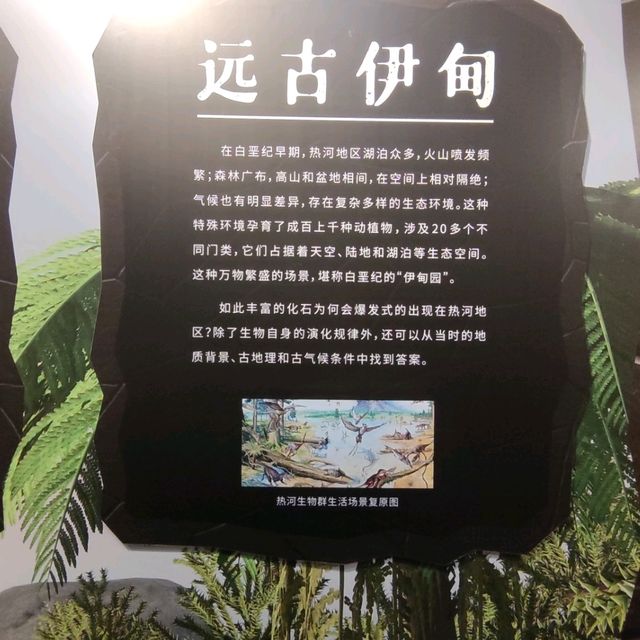 打卡深圳歷史民俗館化石展☞重返白堊紀