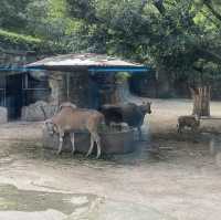 包羅萬有的重慶動物園