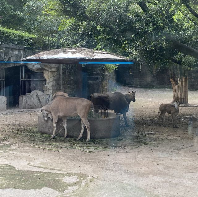 包羅萬有的重慶動物園