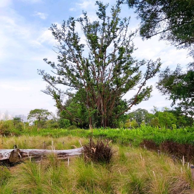 Tranquility Outdoor Adventure in Jurong 