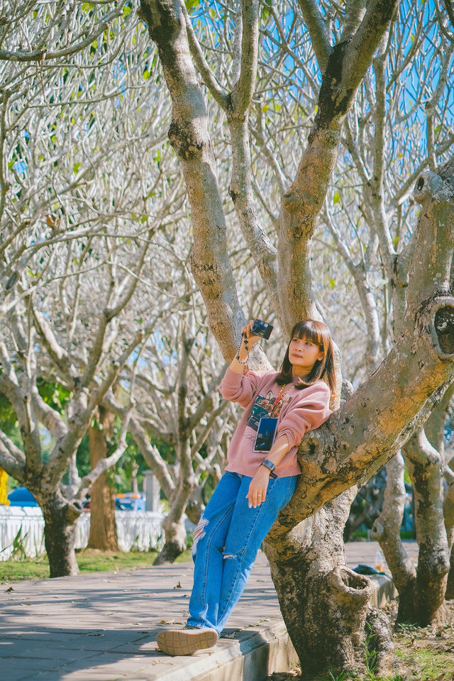 📸ซุ้มต้นลีลาวดี จ.น่าน