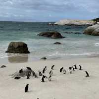 Watching African penguins at Boulders Beach 