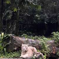 Singapore Zoo 