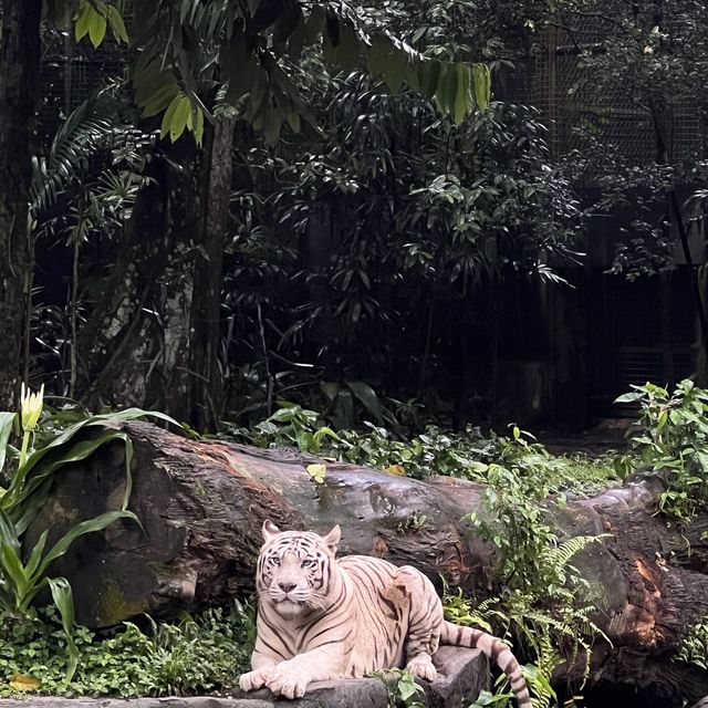 Singapore Zoo 