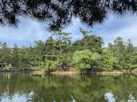 🎋奈良「東大寺」：探索古代佛教文化的代表性景點✨