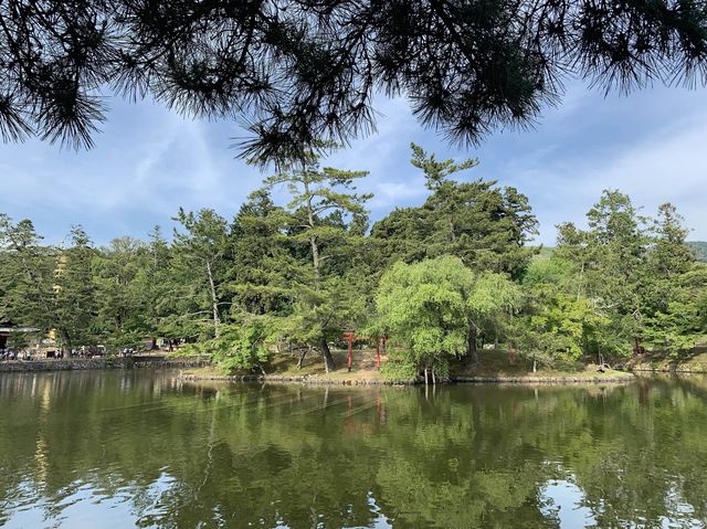🎋奈良「東大寺」：探索古代佛教文化的代表性景點✨