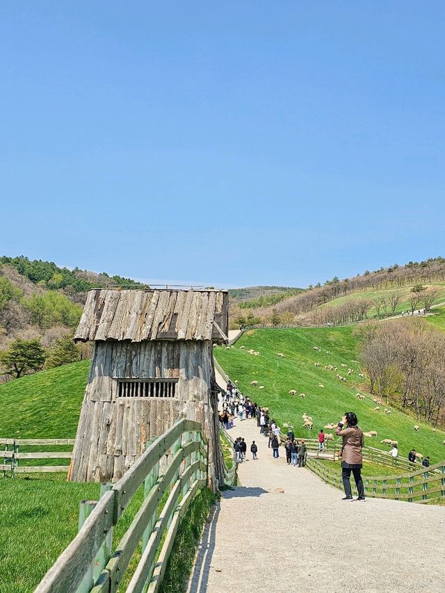 🫧알프스 뺨치는 한국의 대관령 양떼목장🫧