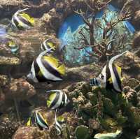 海底奇幻之旅！暢遊普吉水族館🐠🌊🐚
