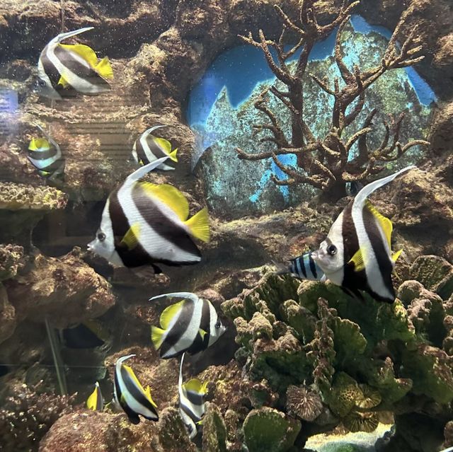 海底奇幻之旅！暢遊普吉水族館🐠🌊🐚