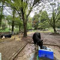 六甲山牧場【北エリア】動物が近くふれ合える癒されエリア